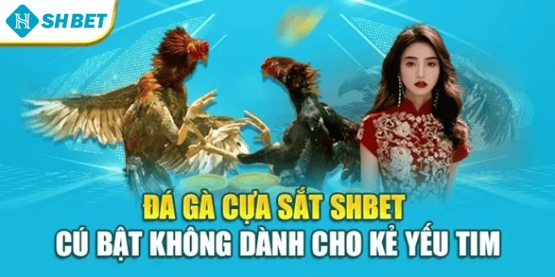 Đá Gà Cựa Sắt Shbet – Cú Bật Không Dành Cho Kẻ Yếu Tim